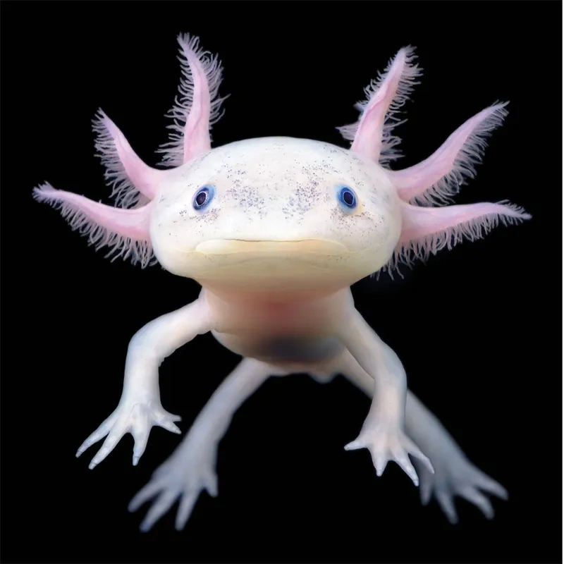 Portrait of an axolotl on a black background