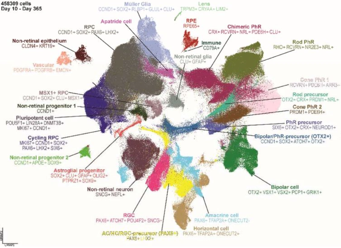 HROCA annotated UMAP of human retinal organoid cell states