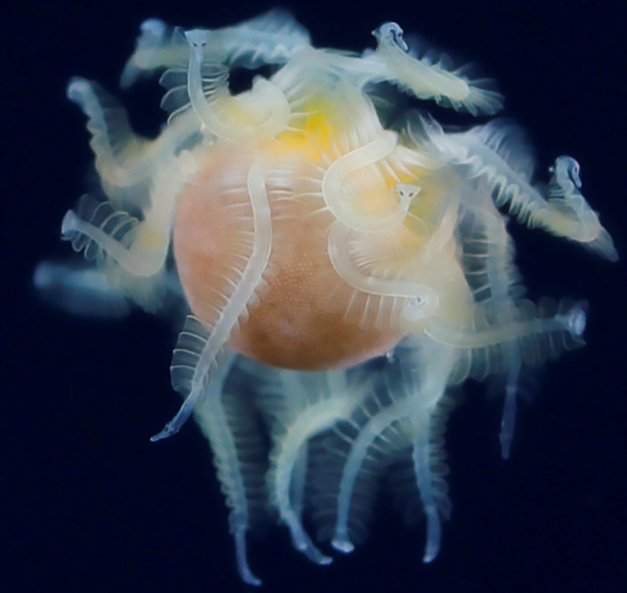 Image of polymorphic parasitic larvae assembled around a host-like sphere